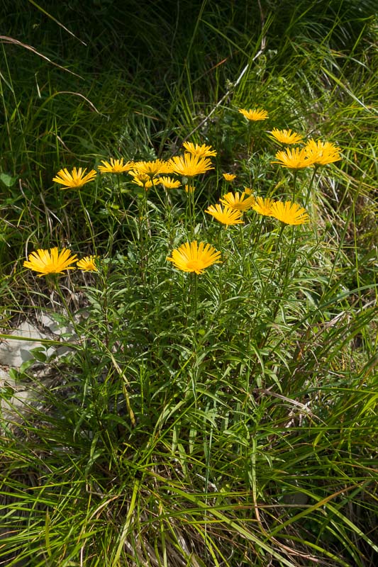 Buphthalmum salicifolium subsp. flexile / Asteroide flessibile